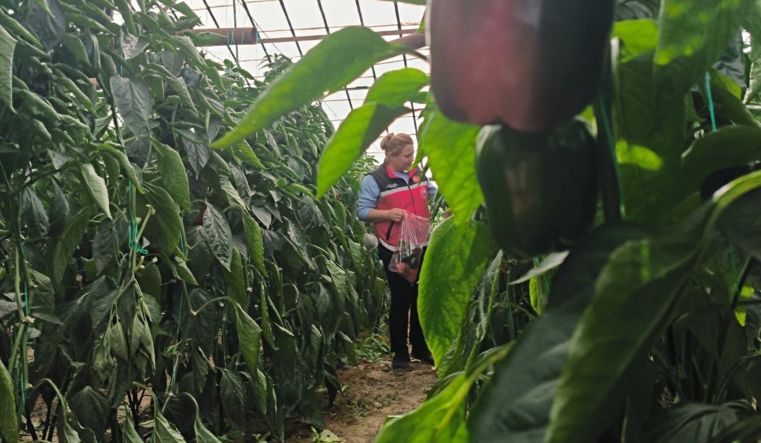 Tarim Bocek Uygulama