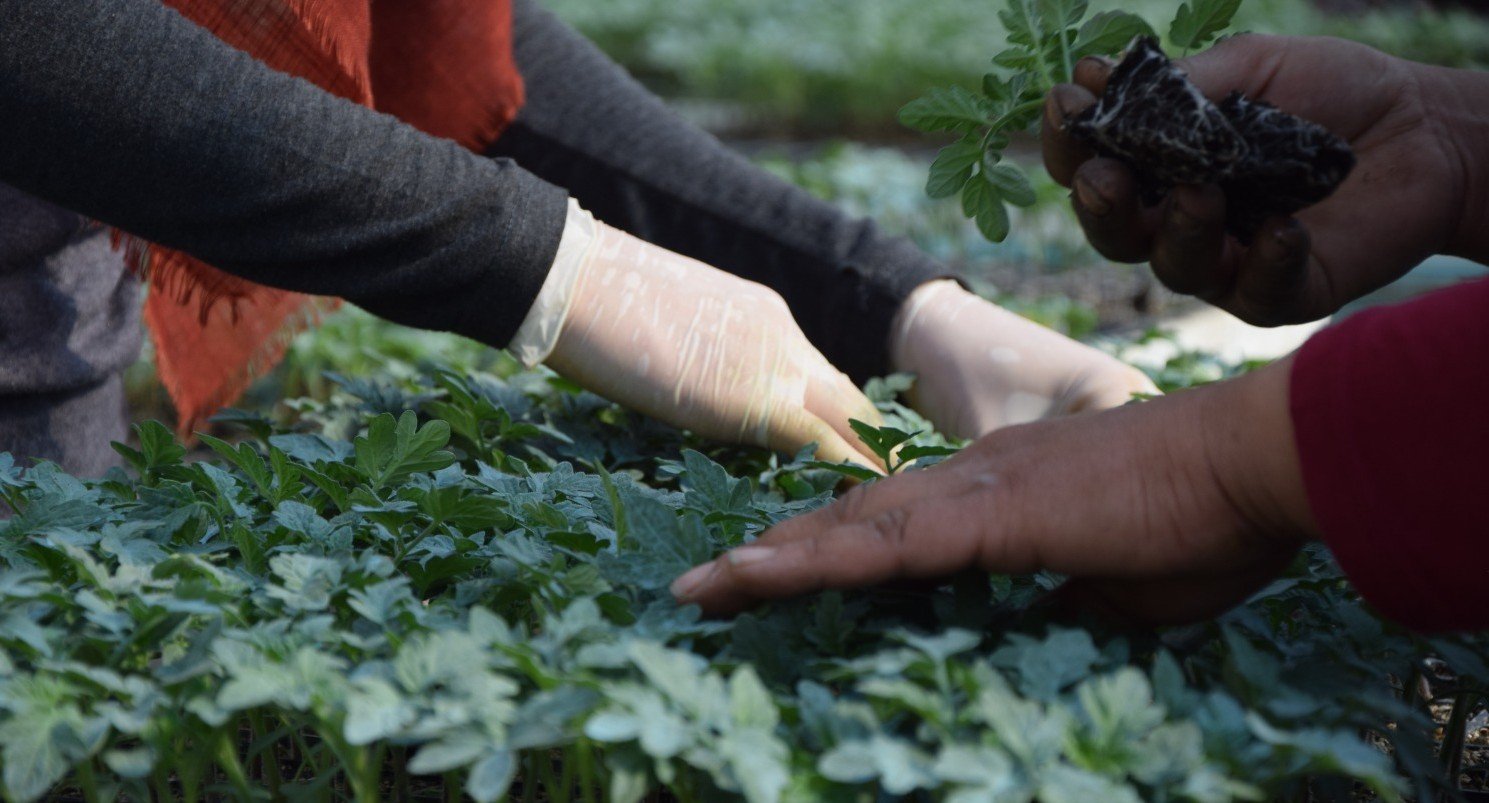 Tarim Da Cig Atladik