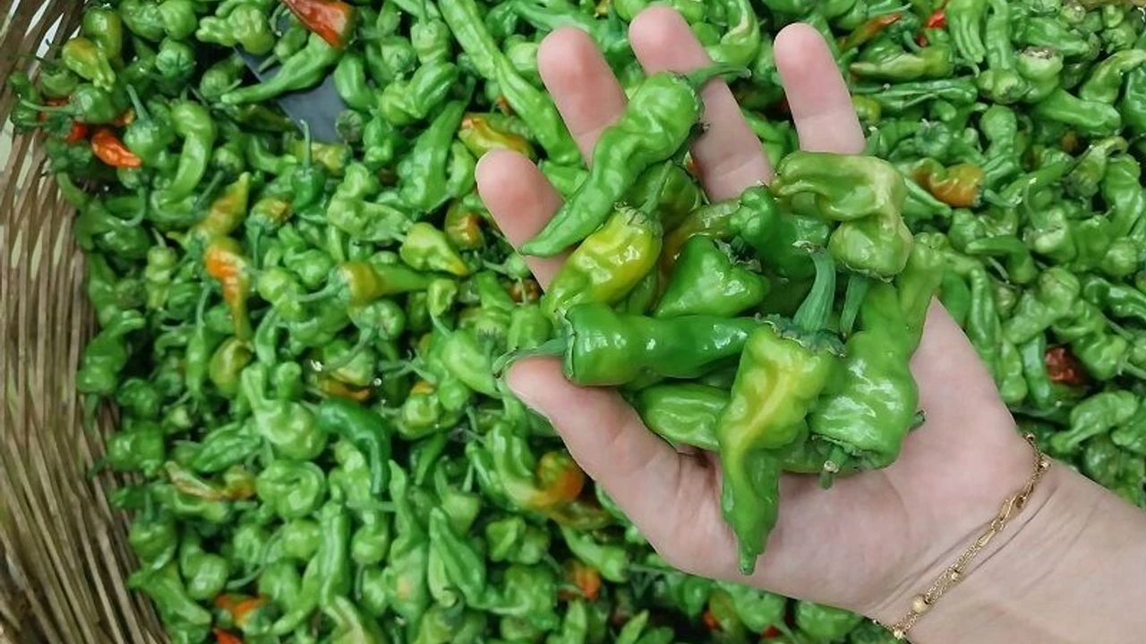 Ticaret Bakanligi Biber (3)