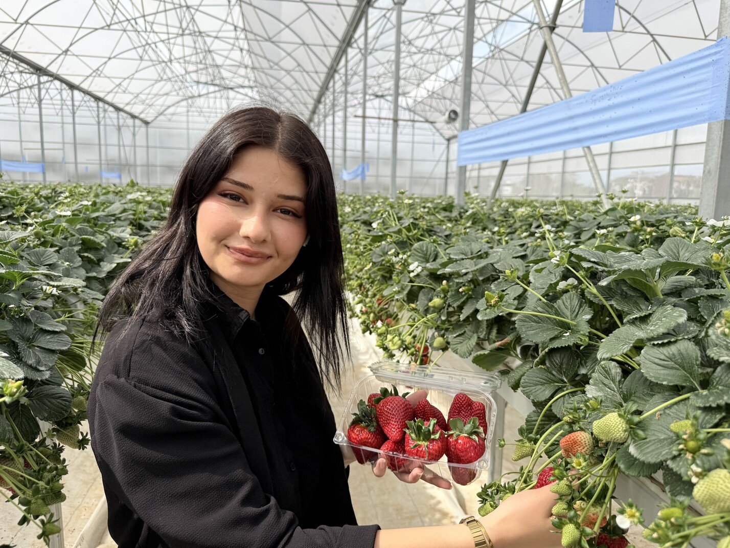 Topraksiz Tarimda Ilk Hasat Heyecani (1)