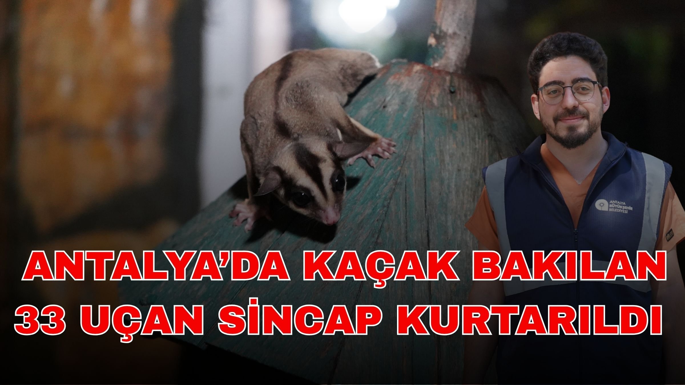 Antalya’da Kaçak bakılan 33 uçan sincap kurtarıldı