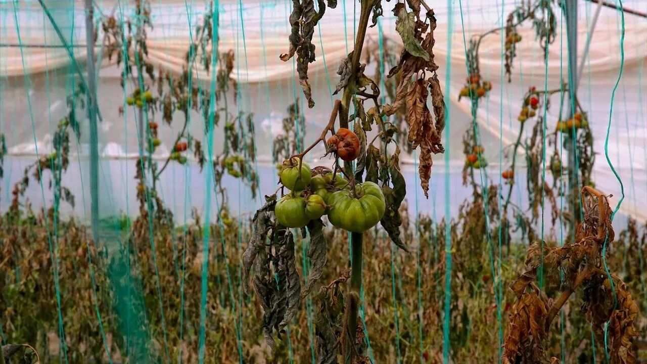 Ziraatçılar Derneği’nden Uyarı Toplum Sağlığı Tehdit Altında (1)