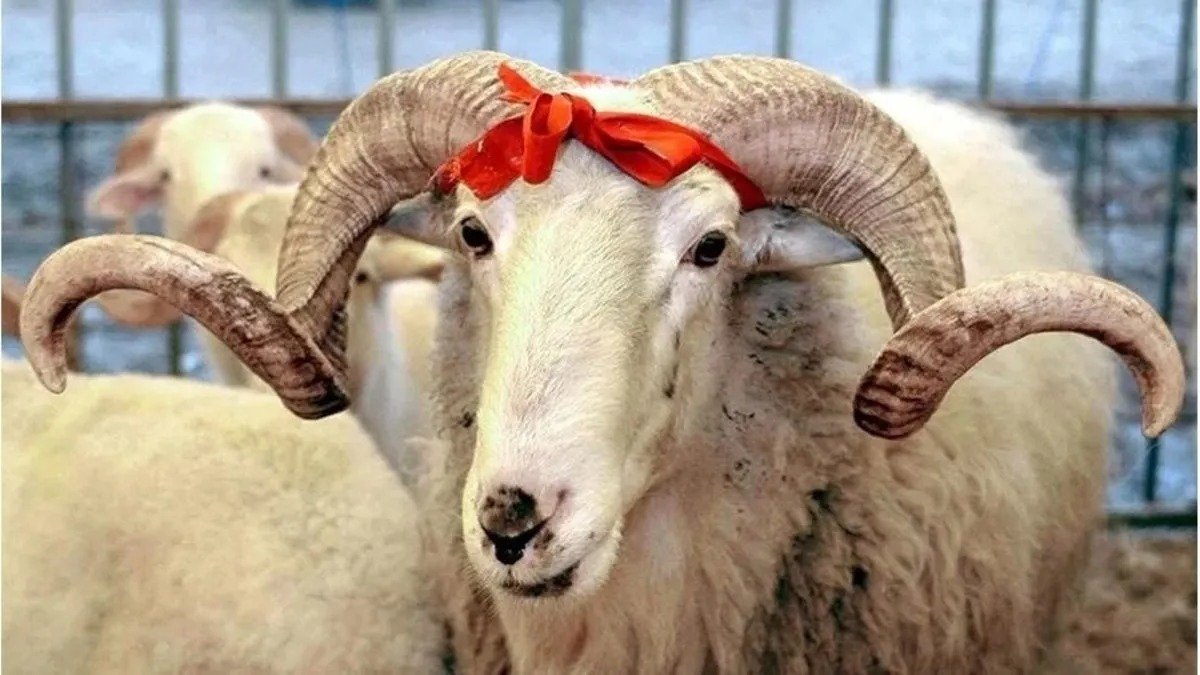 2026 Kurbanlık Fiyatları Belli Oldu! Kurbanlık Fiyatı Ne Kadar (4)