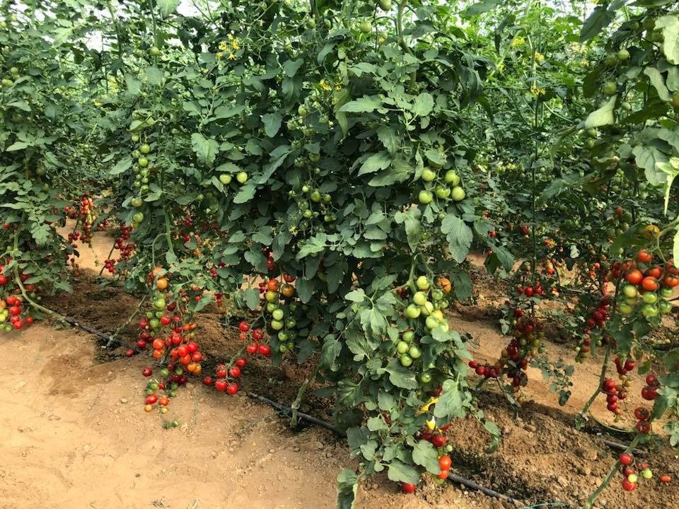 30 Yıllık Türk Firmalar, 200 Yıllık Rakipleriyle Rekabet Ediyor (4)