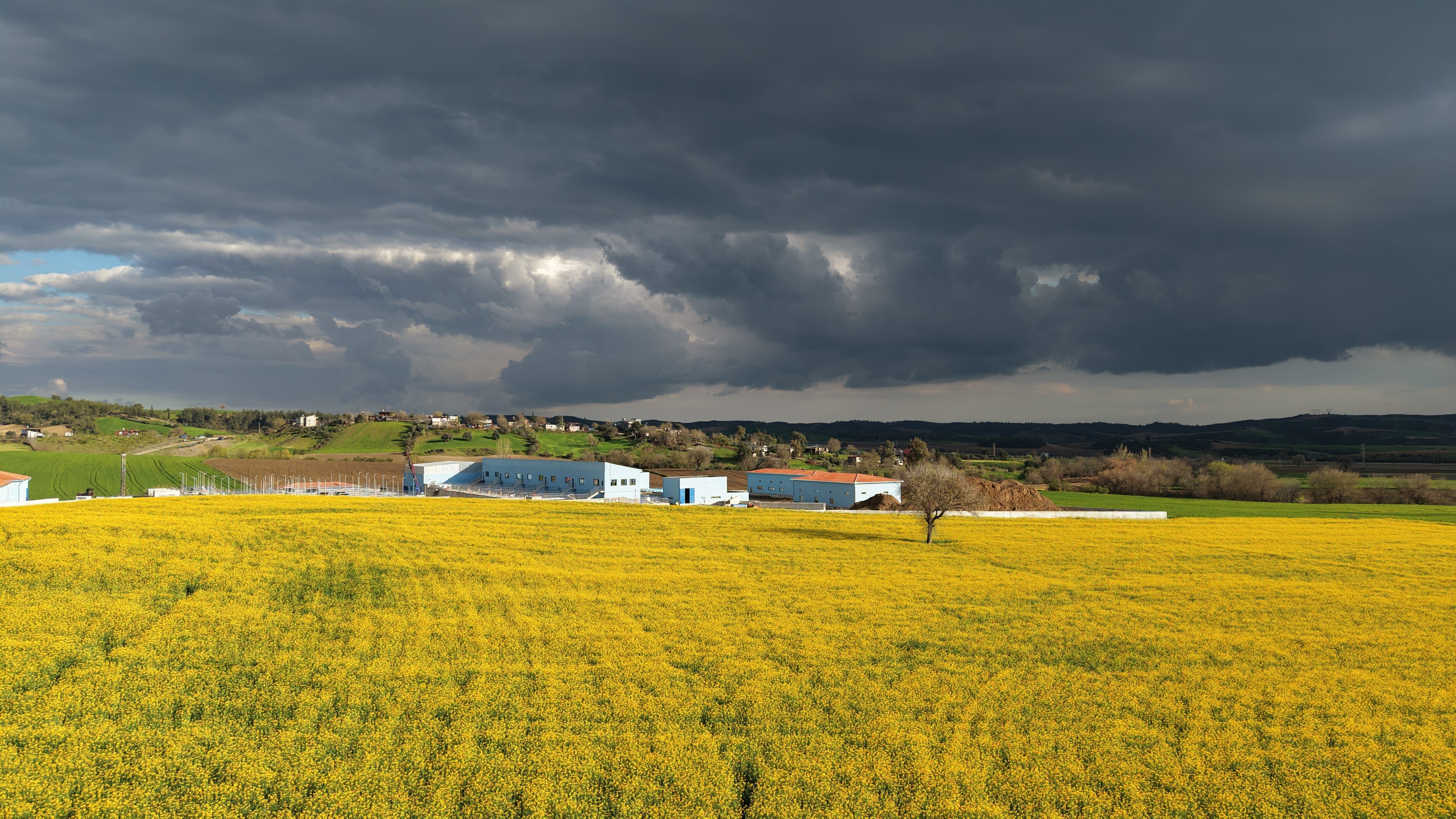 Devlet destekli kanola üretimi çiftçinin yüzünü güldürdü