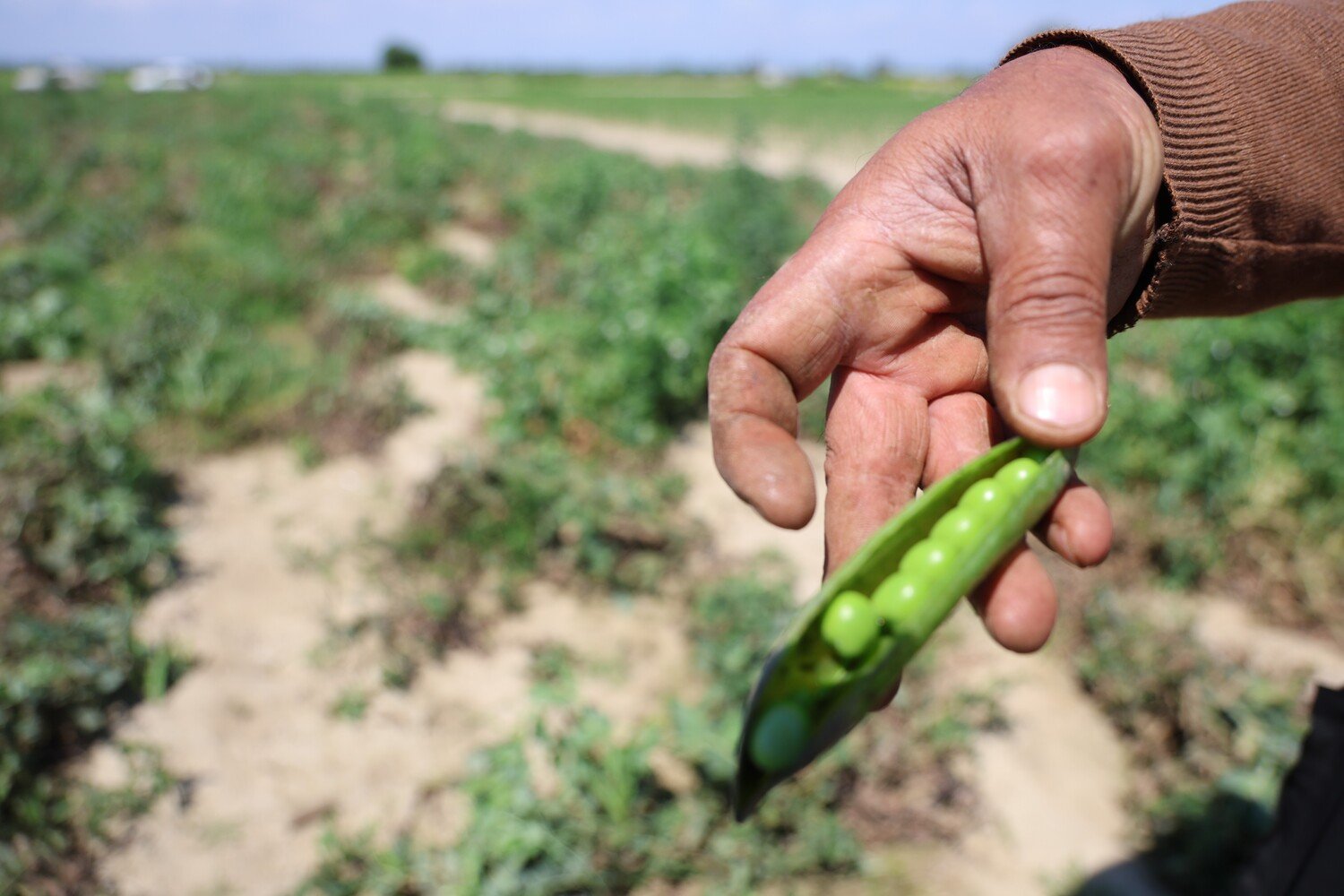 Adana’da Kozan Bezelyesi Hamsiye Benzetildi (3)
