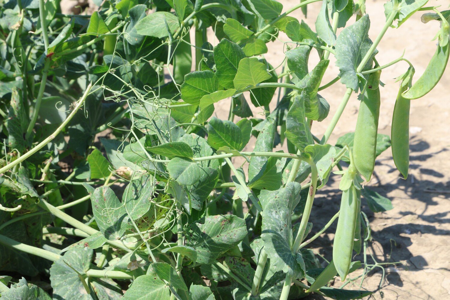 Adana’da Kozan Bezelyesi Hamsiye Benzetildi (4)