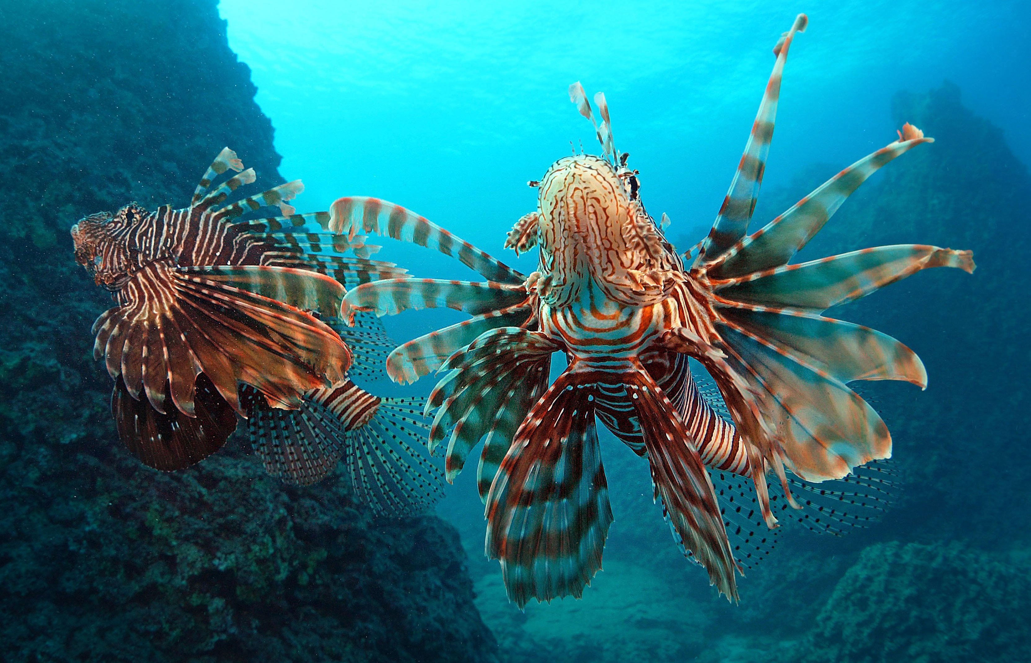 Akdeniz Üniversitesi Uyardı! Akdeniz'deki Besin Zinciri Bozuluyor (3)