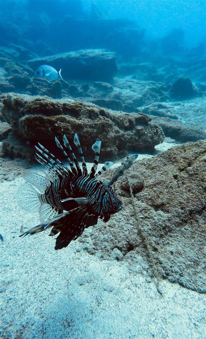 Akdeniz Üniversitesi Uyardı! Akdeniz'deki Besin Zinciri Bozuluyor (5) (Large)
