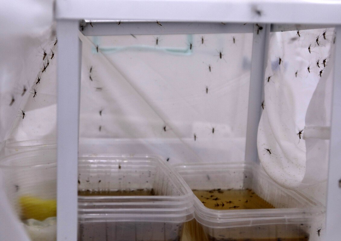 Akdeniz Üniversitesi’nden ‘Sivrisinek’ Alarmı (6)-1