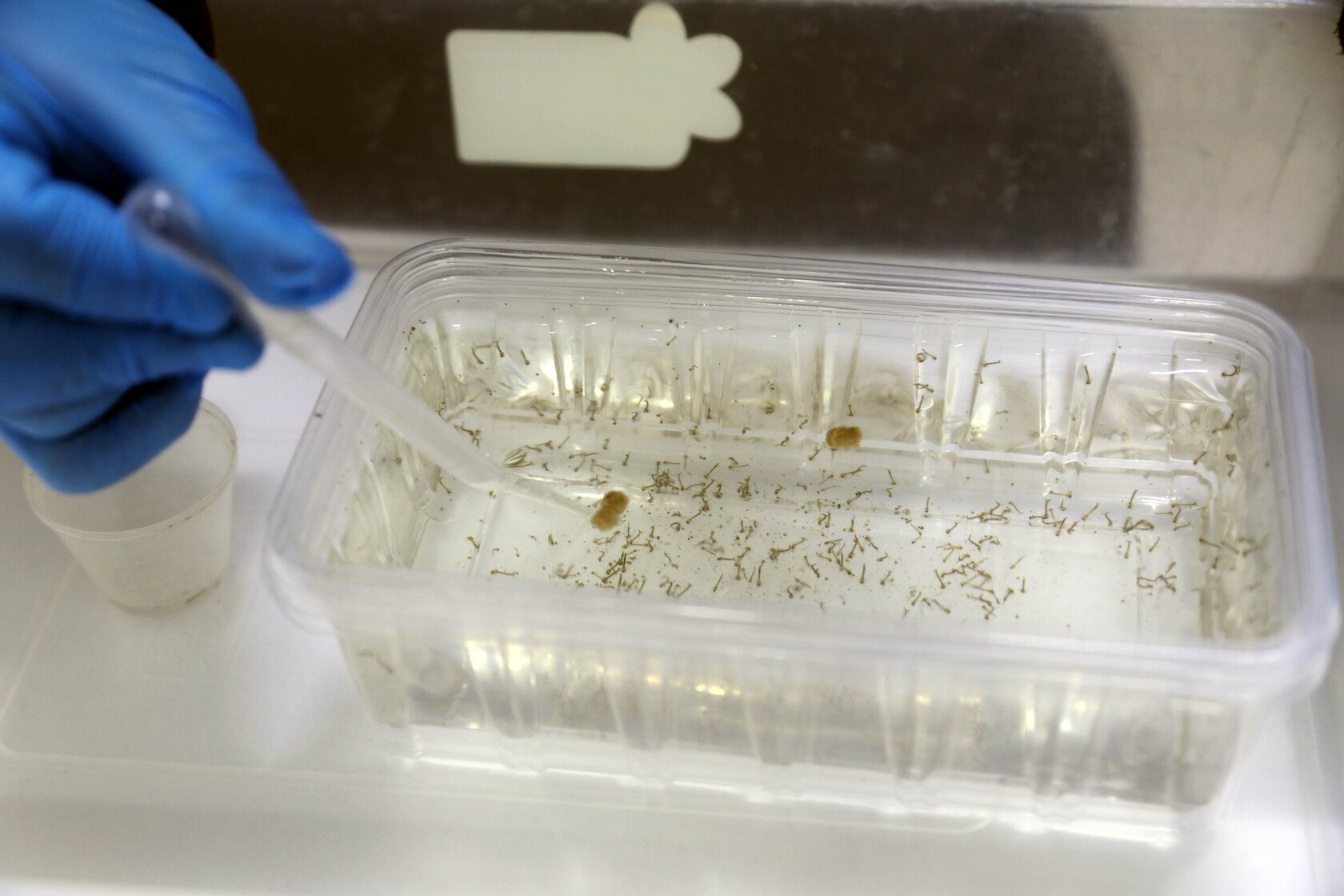 Akdeniz Üniversitesi’nden ‘Sivrisinek’ Alarmı (7)