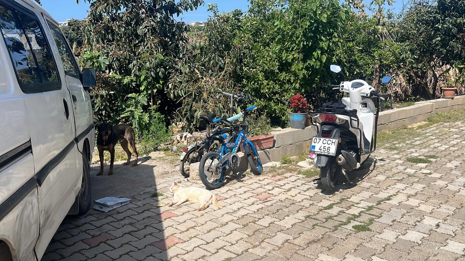 Alanya’da Insanlık Dışı Görüntülere Müdahale Geldi (4)