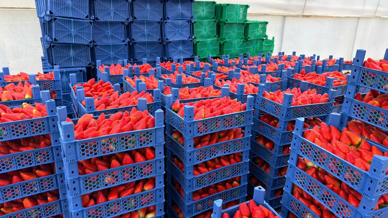 Almanya’da Eğitim Aldı Antalya’da Başarıyı Yakaladı (4)