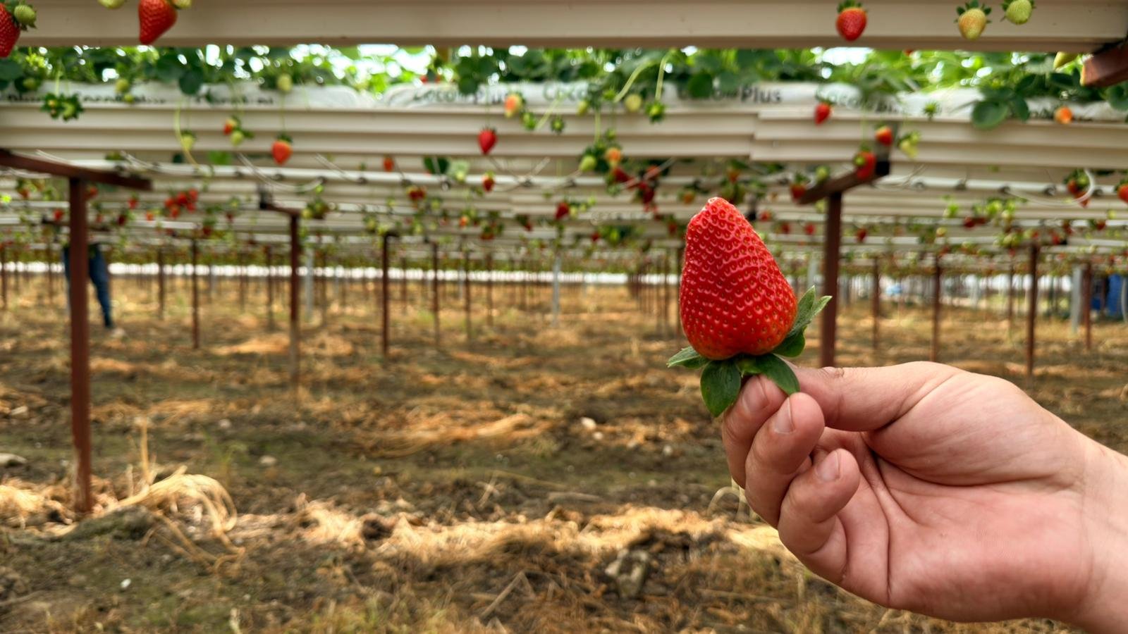 Almanya’da Eğitim Aldı Antalya’da Başarıyı Yakaladı (6)