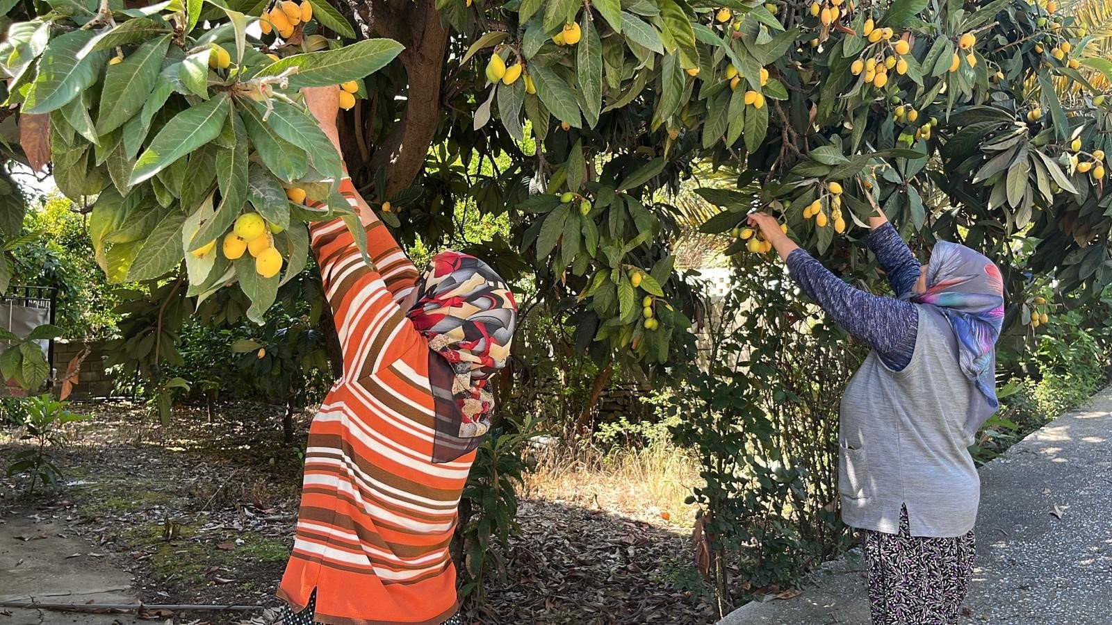 Antalya’da Acı Tablo Ürünleri Elde Kaldı Bedava Dağıttı (2)