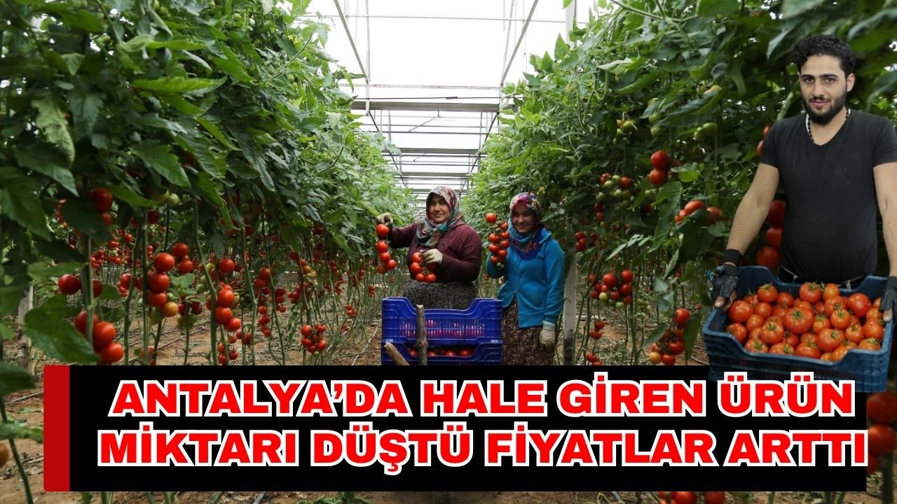 Antalya’da hale giren ürün miktarı düştü fiyatlar arttı