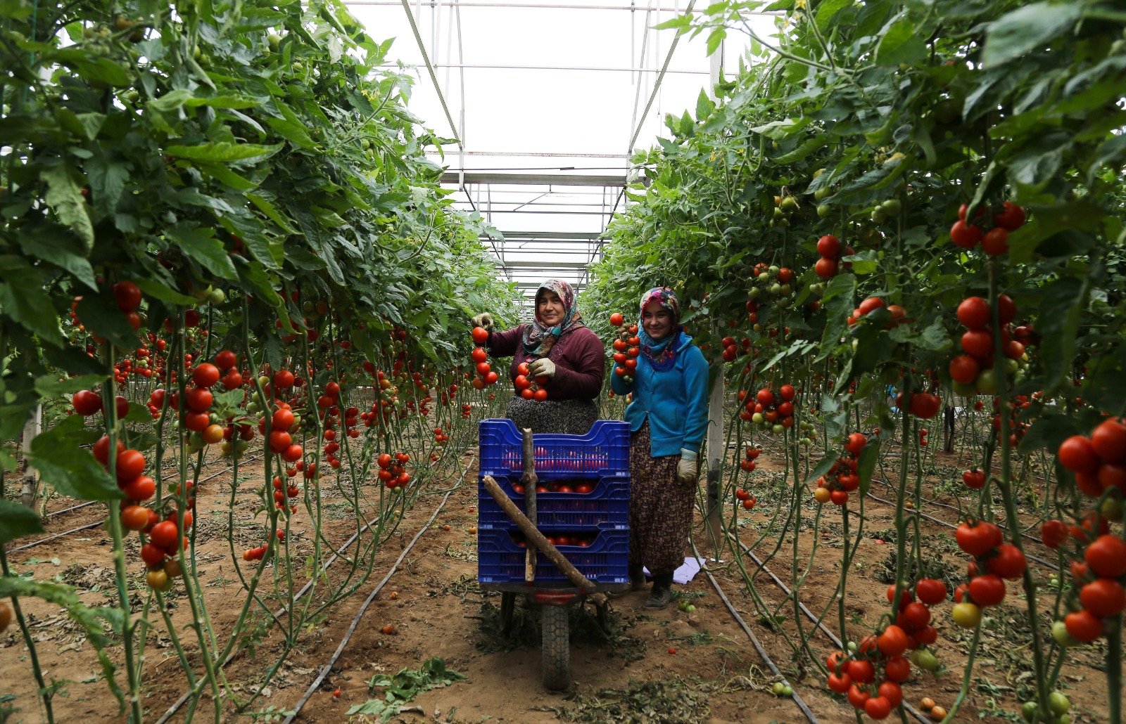 Antalya’da hale giren ürün miktarı düştü fiyatlar arttı