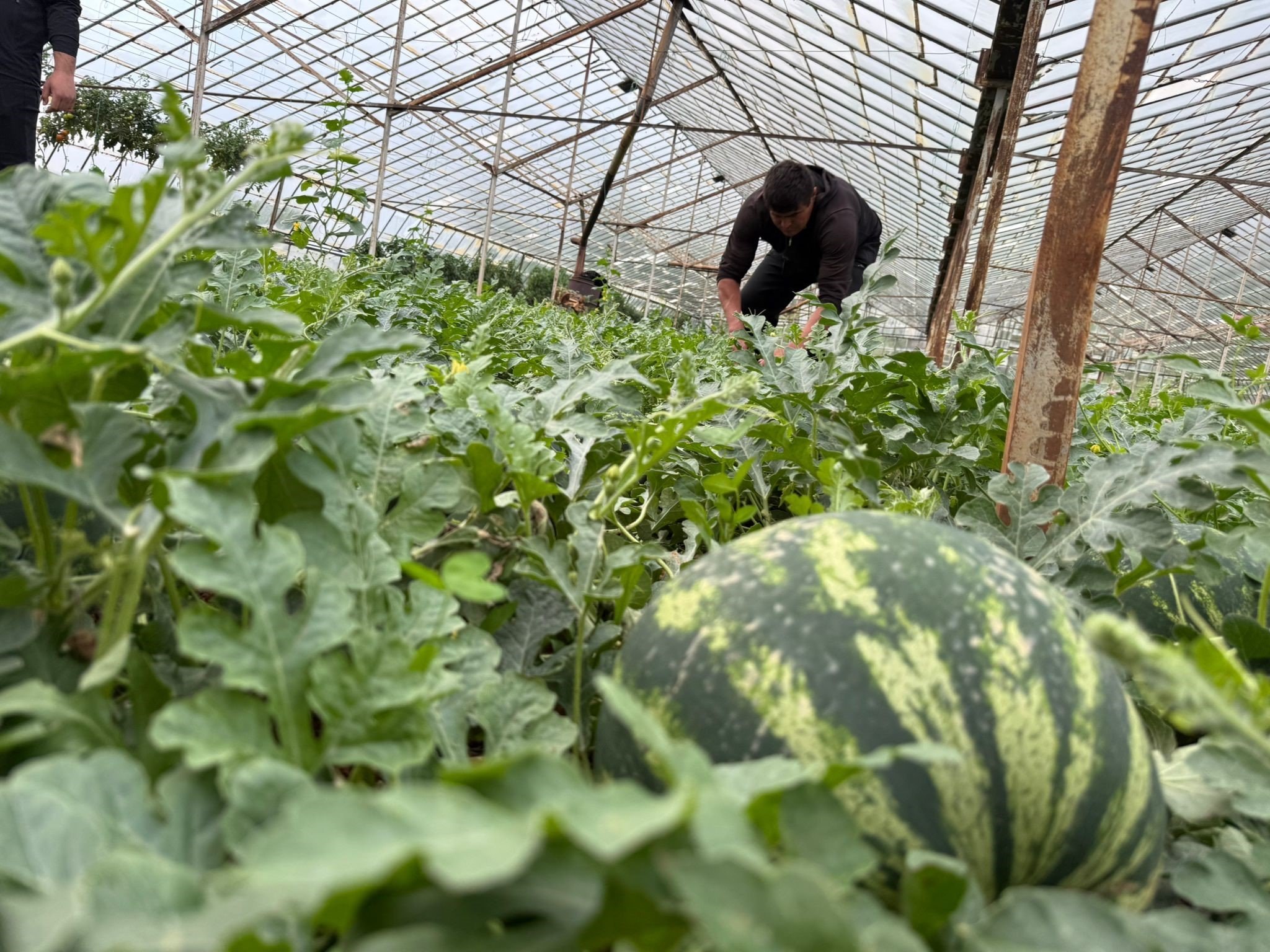 Antalya’da Hasat Heyecanı Başladı (1)