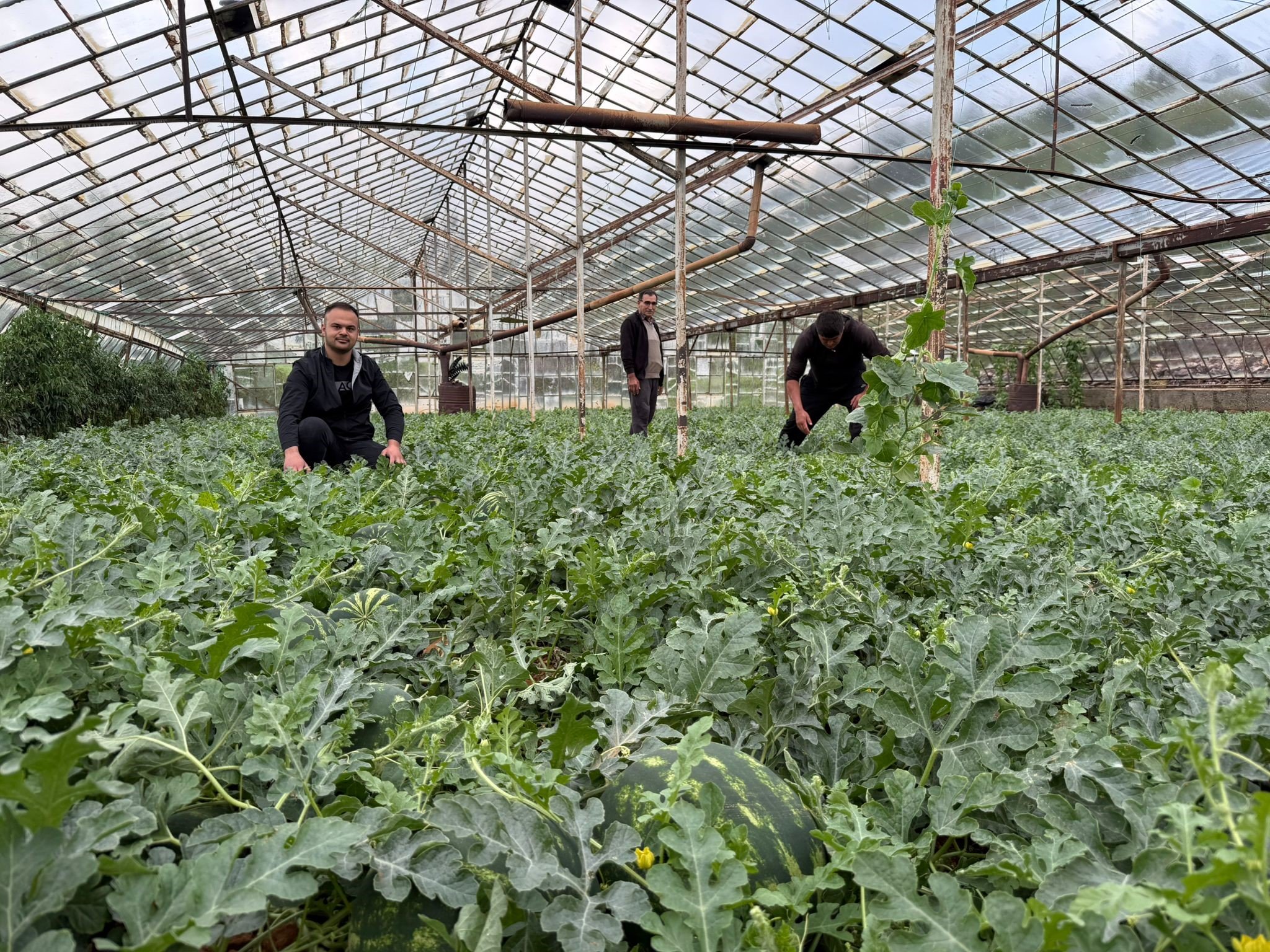 Antalya’da Hasat Heyecanı Başladı (3)