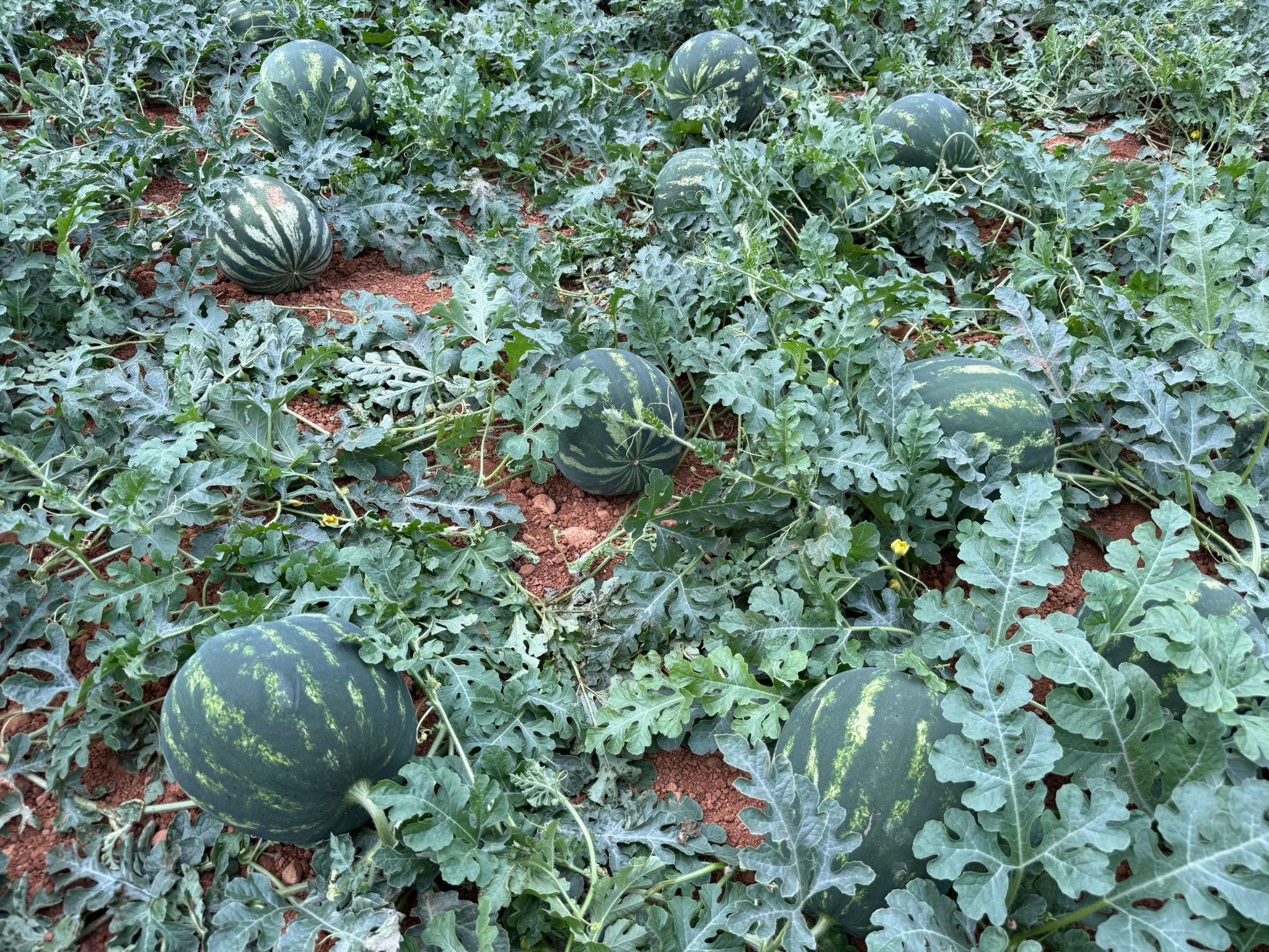 Antalya’da Hasat Heyecanı Başladı (5)