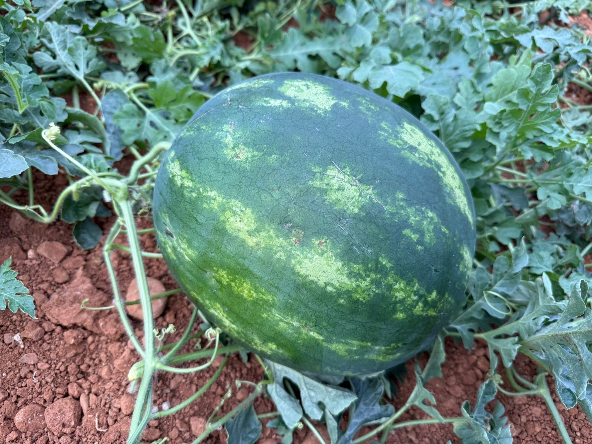 Antalya’da Hasat Heyecanı Başladı (6)