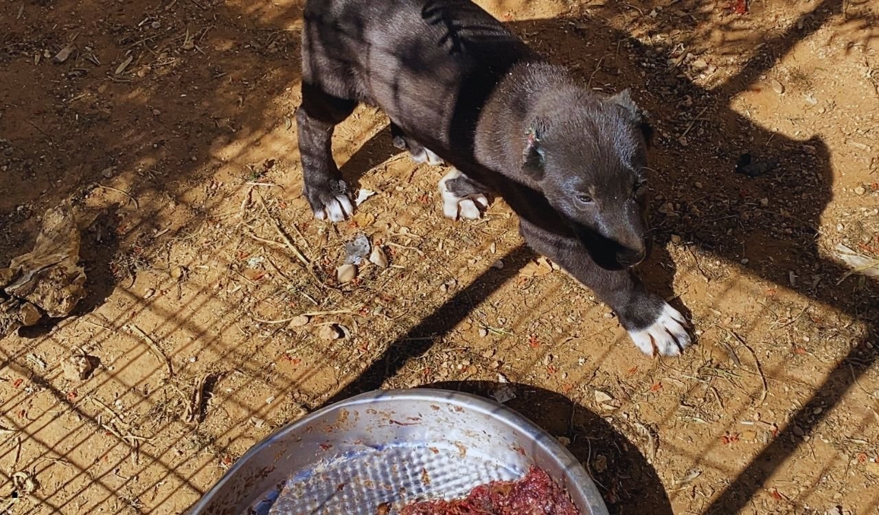 Antalya’da Insanlık Dışı Uygulamaya Ceza Yağdı (1)