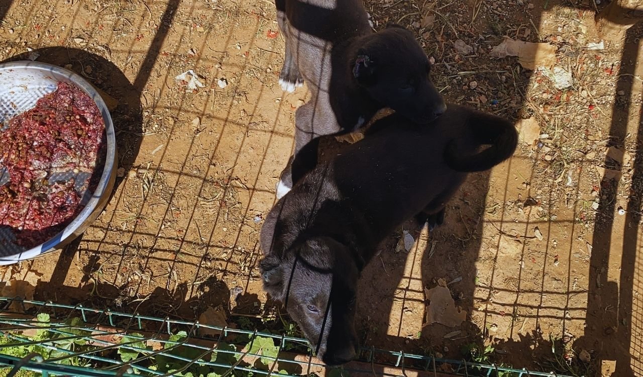 Antalya’da insanlık dışı uygulamaya ceza yağdı