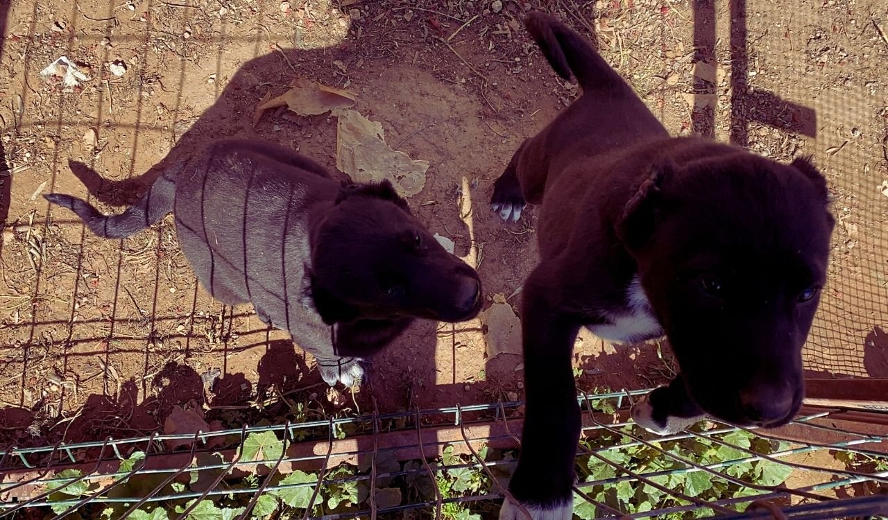 Antalya’da Insanlık Dışı Uygulamaya Ceza Yağdı (3)