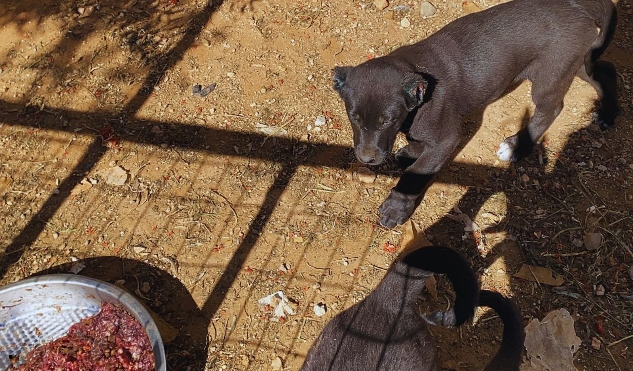 Antalya’da Insanlık Dışı Uygulamaya Ceza Yağdı (4)