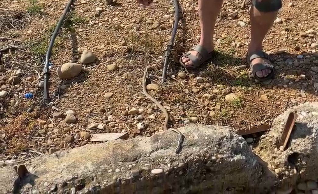 Antalya’da Serasına Giden Çiftçi Gördüğüne Inanamadı (3)