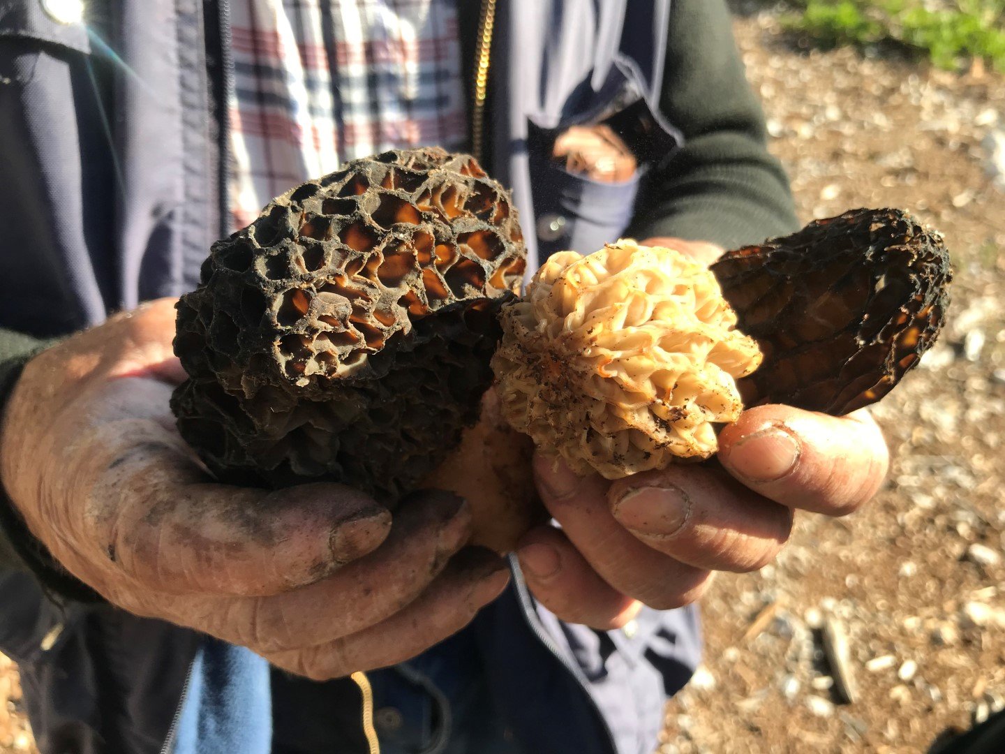 Antalya’daki Göbek Mantarının Fiyatı Dudak Uçuklattı (1)