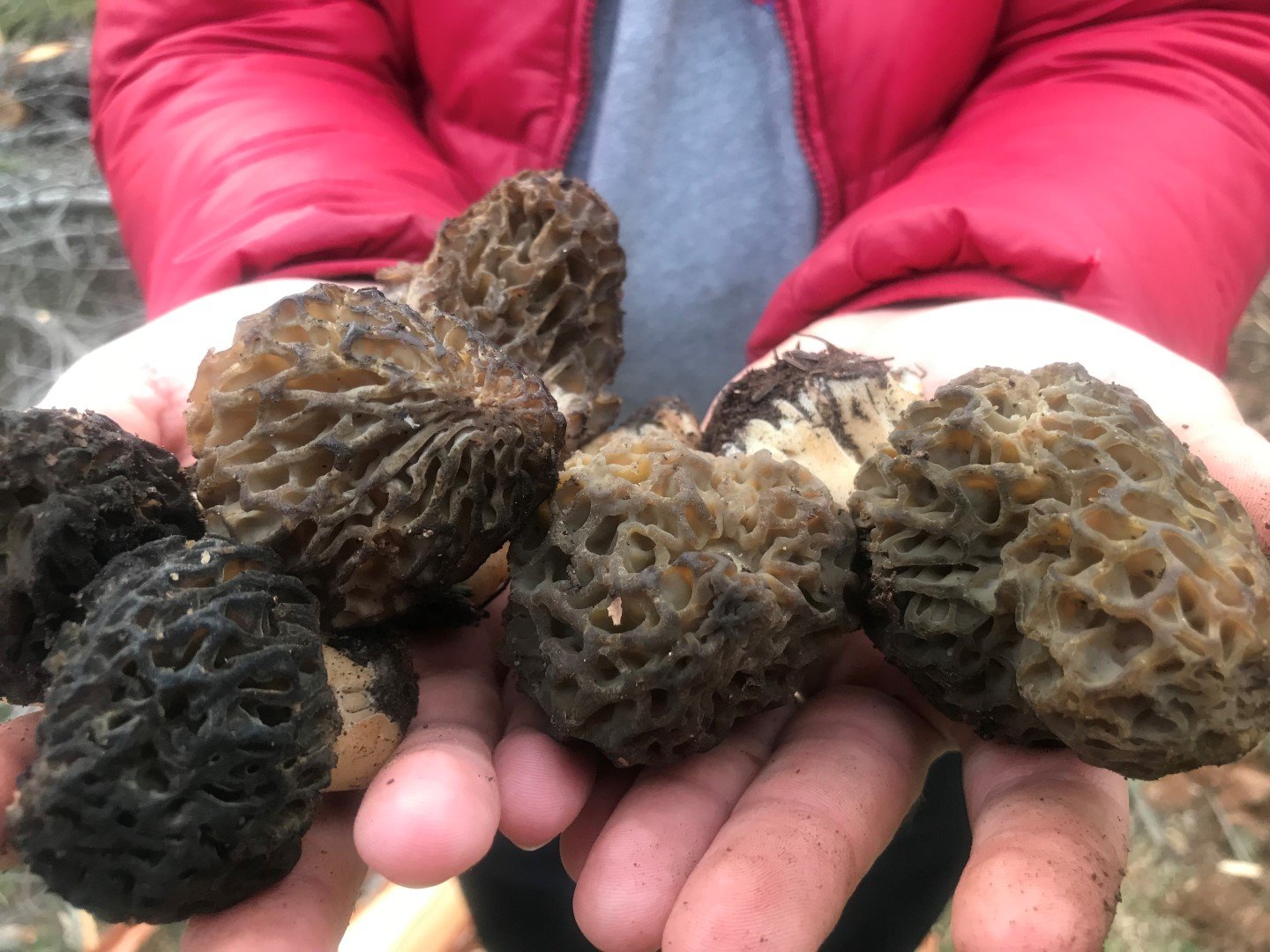 Antalya’daki Göbek Mantarının Fiyatı Dudak Uçuklattı (2)