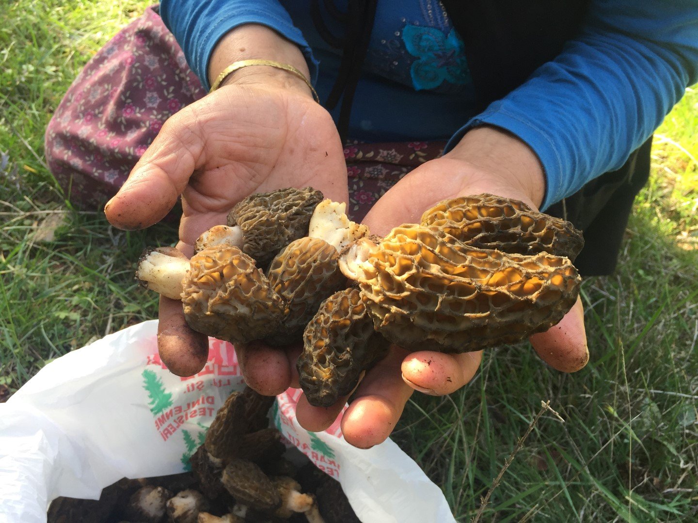 Antalya’daki Göbek Mantarının Fiyatı Dudak Uçuklattı (3)