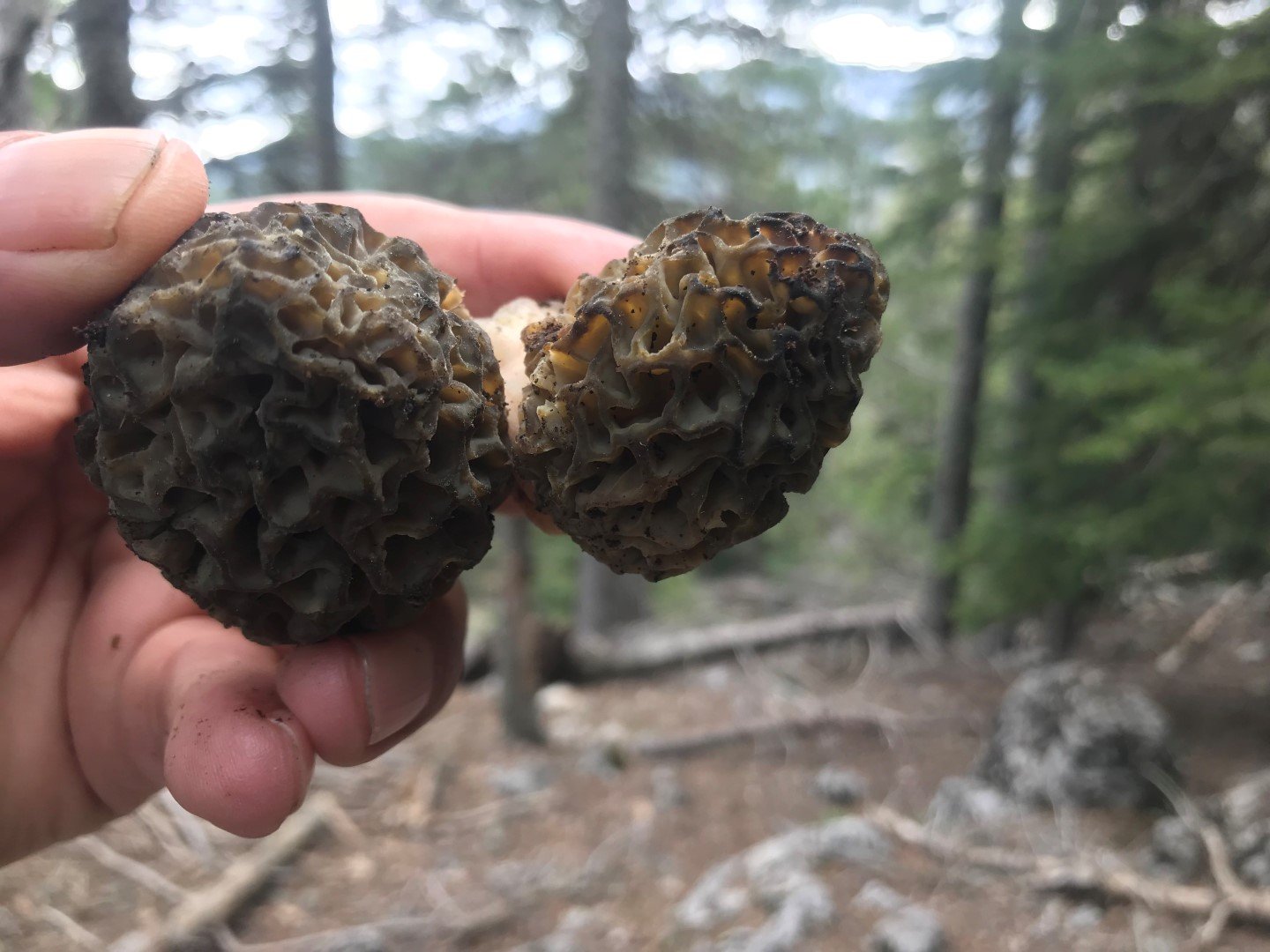 Antalya’daki Göbek Mantarının Fiyatı Dudak Uçuklattı (4)