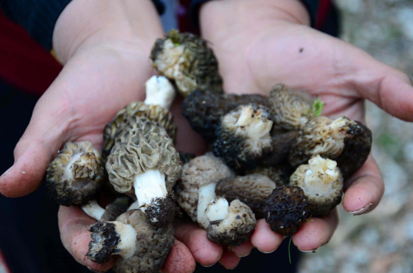 Antalya’daki Göbek Mantarının Fiyatı Dudak Uçuklattı (5)