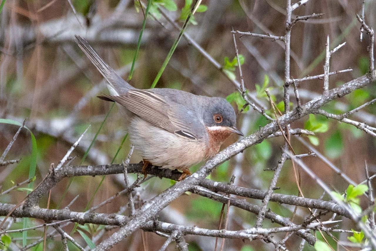 Antalya’daki Gözlem Heyecanlandırdı! Antalya'da 120'Nin Üzerinde Kuş Türü Gözlemlendi (3)