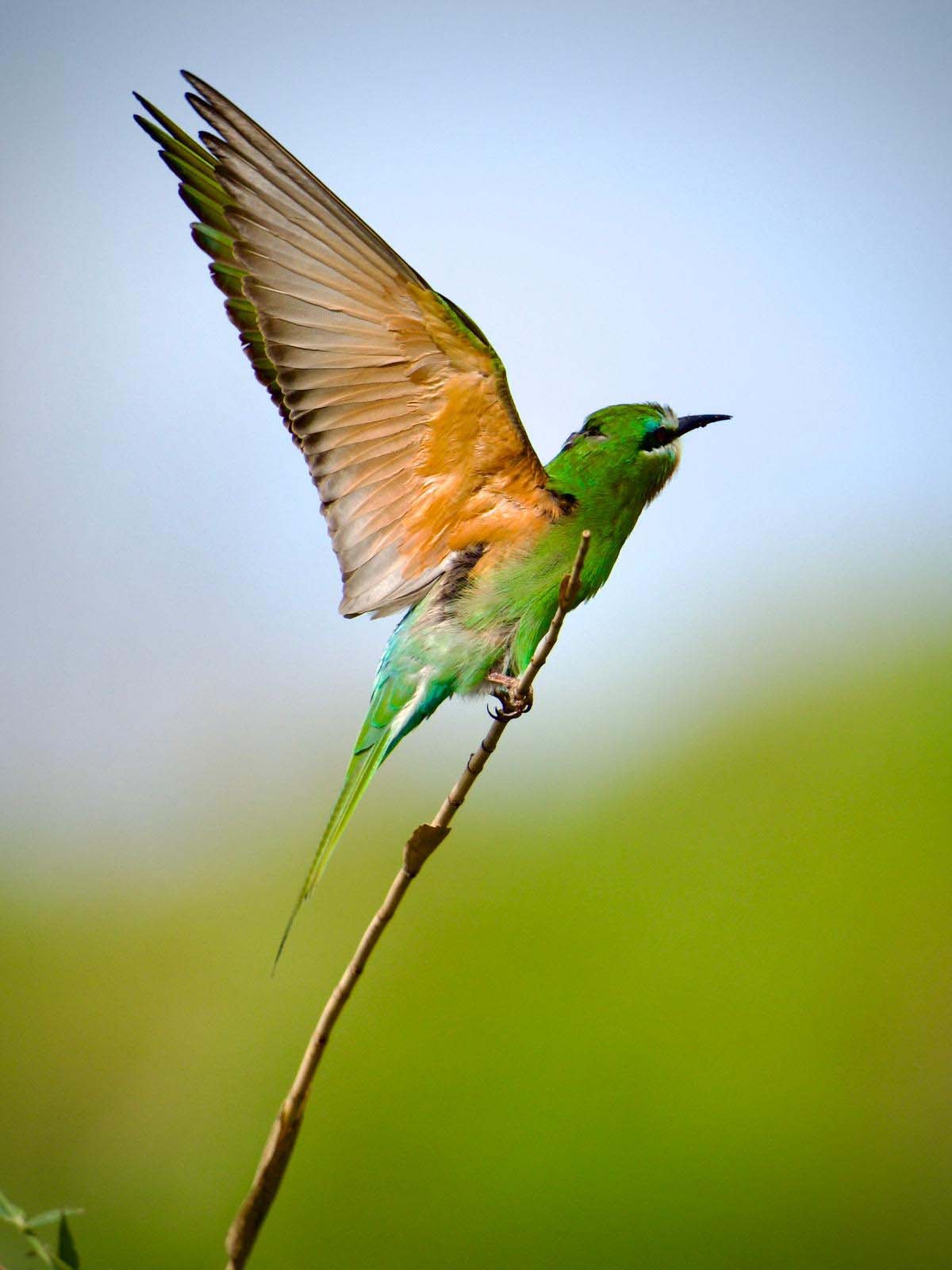 Antalya’daki Gözlem Heyecanlandırdı! Antalya'da 120'Nin Üzerinde Kuş Türü Gözlemlendi (5)
