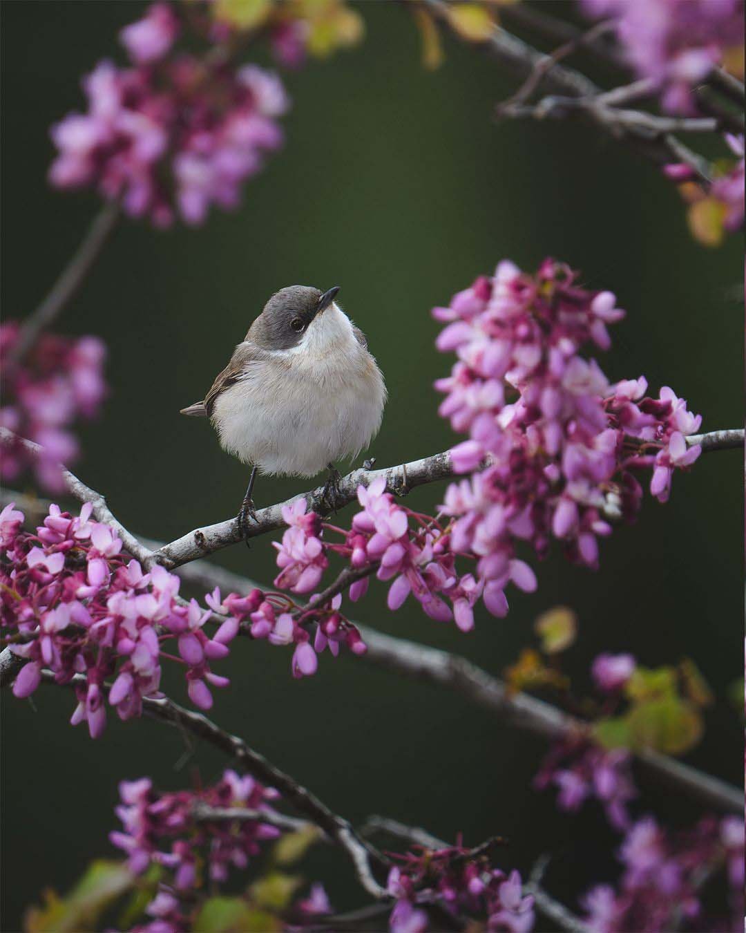 Antalya’daki Gözlem Heyecanlandırdı! Antalya'da 120'Nin Üzerinde Kuş Türü Gözlemlendi (6)