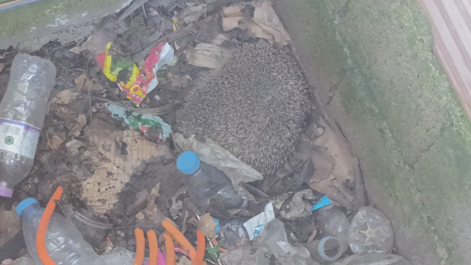 Antalya’daki Itfaiyeden Üç Kirpi Ve Serçe Mesaisi (6)