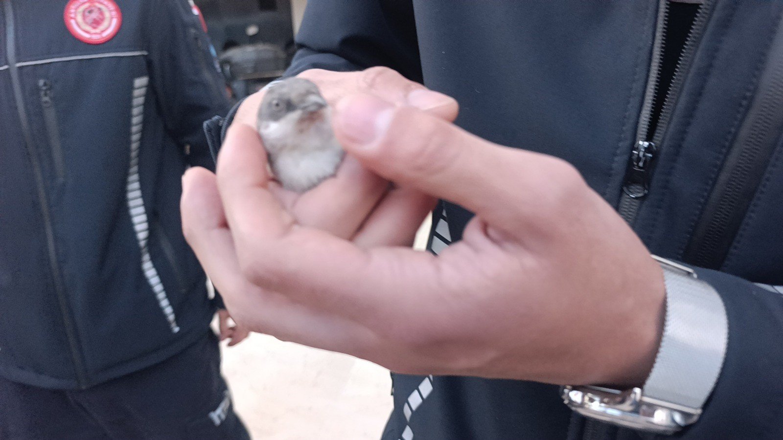 Antalya’daki Itfaiyeden Üç Kirpi Ve Serçe Mesaisi (7)