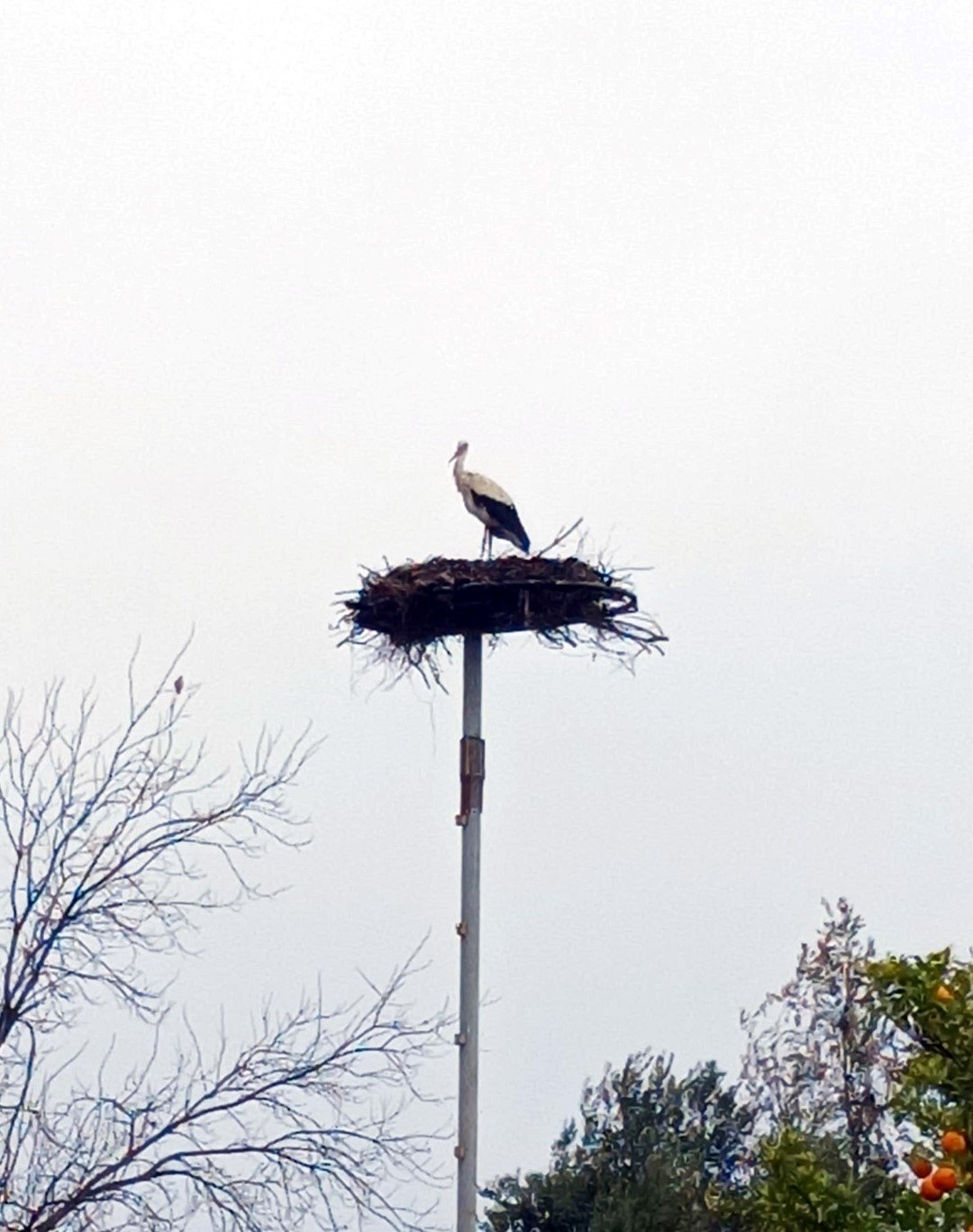 Antalya’daki Köyler Leylek Istemiyor (6)