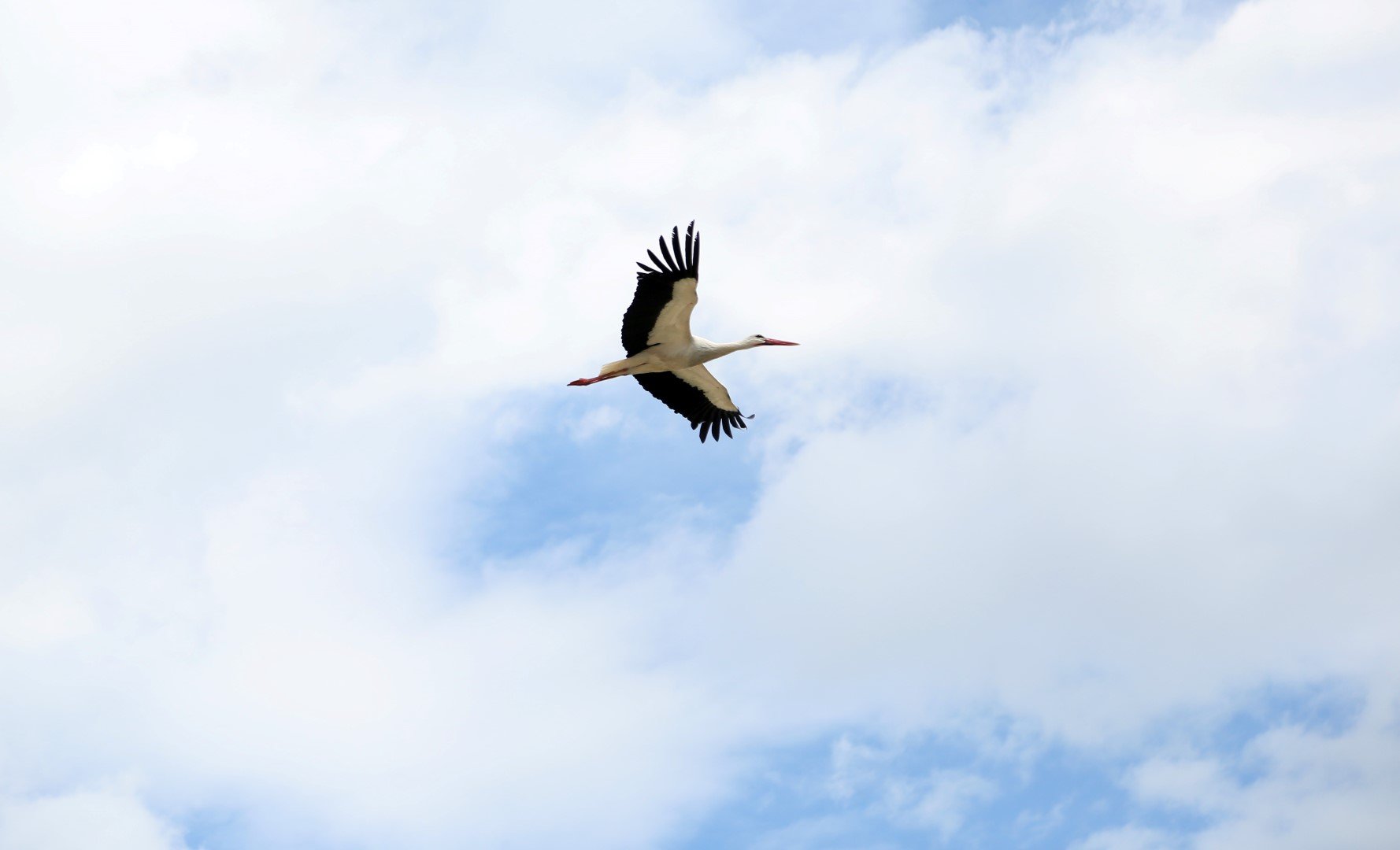 Antalya’daki Köyler Leylek Istemiyor (7)