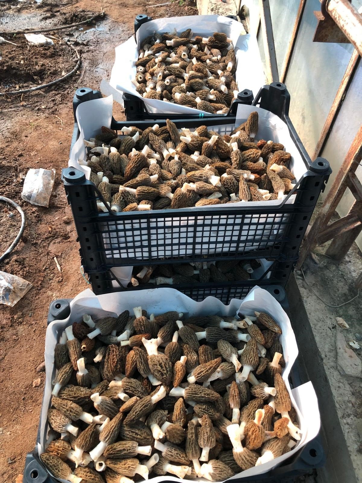 Antalya’daki Mühendis Ormanda Yetişen Ürünü Seraya Taşıdı (1)