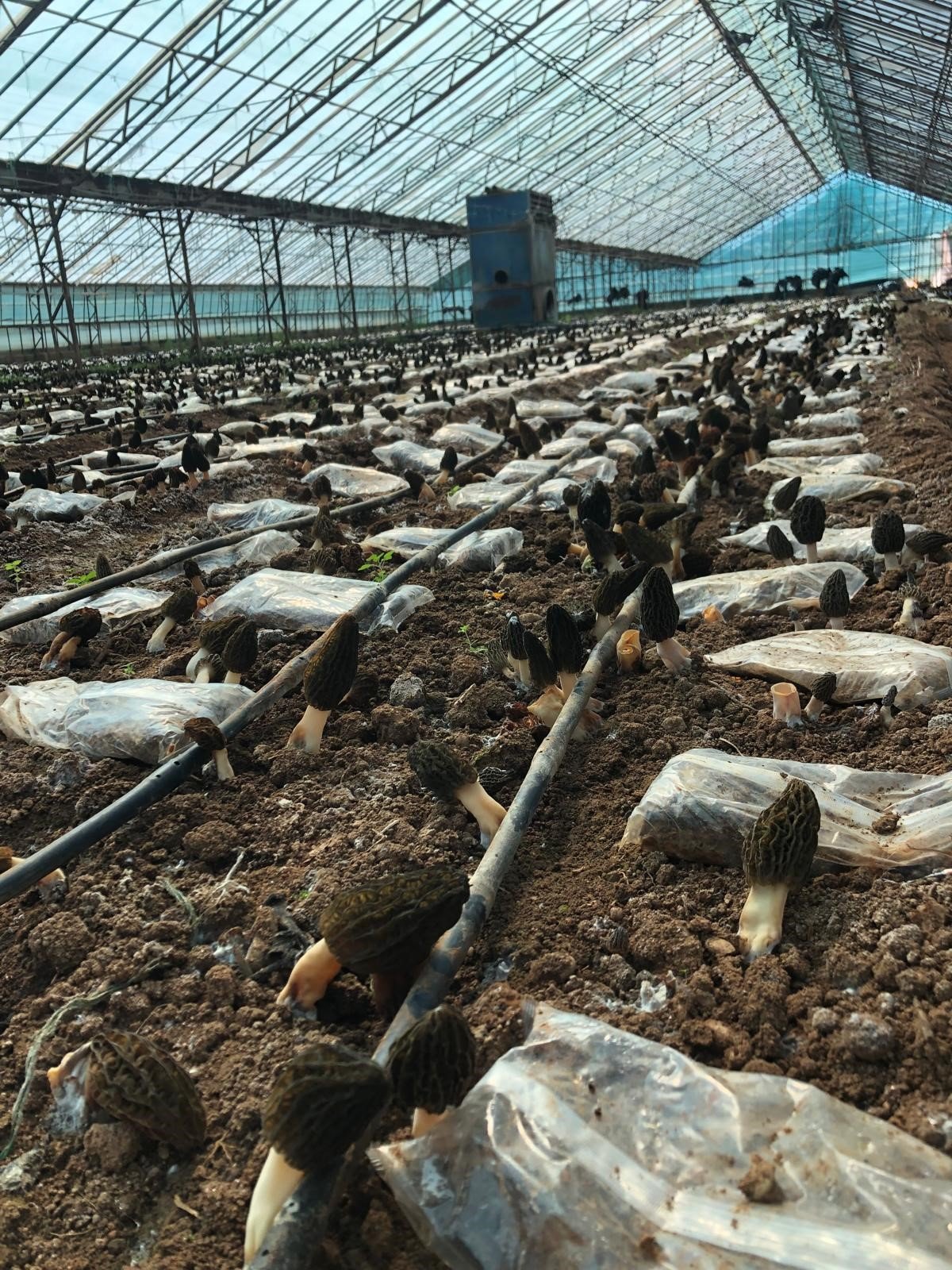 Antalya’daki Mühendis Ormanda Yetişen Ürünü Seraya Taşıdı (5)