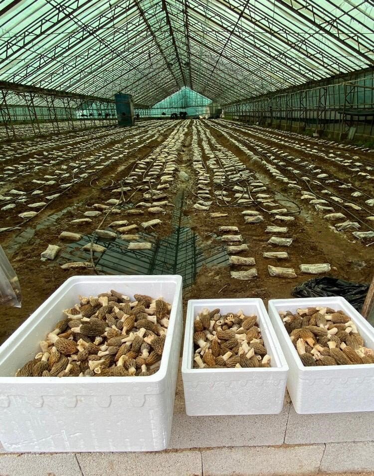 Antalya’daki Mühendis Ormanda Yetişen Ürünü Seraya Taşıdı (6)