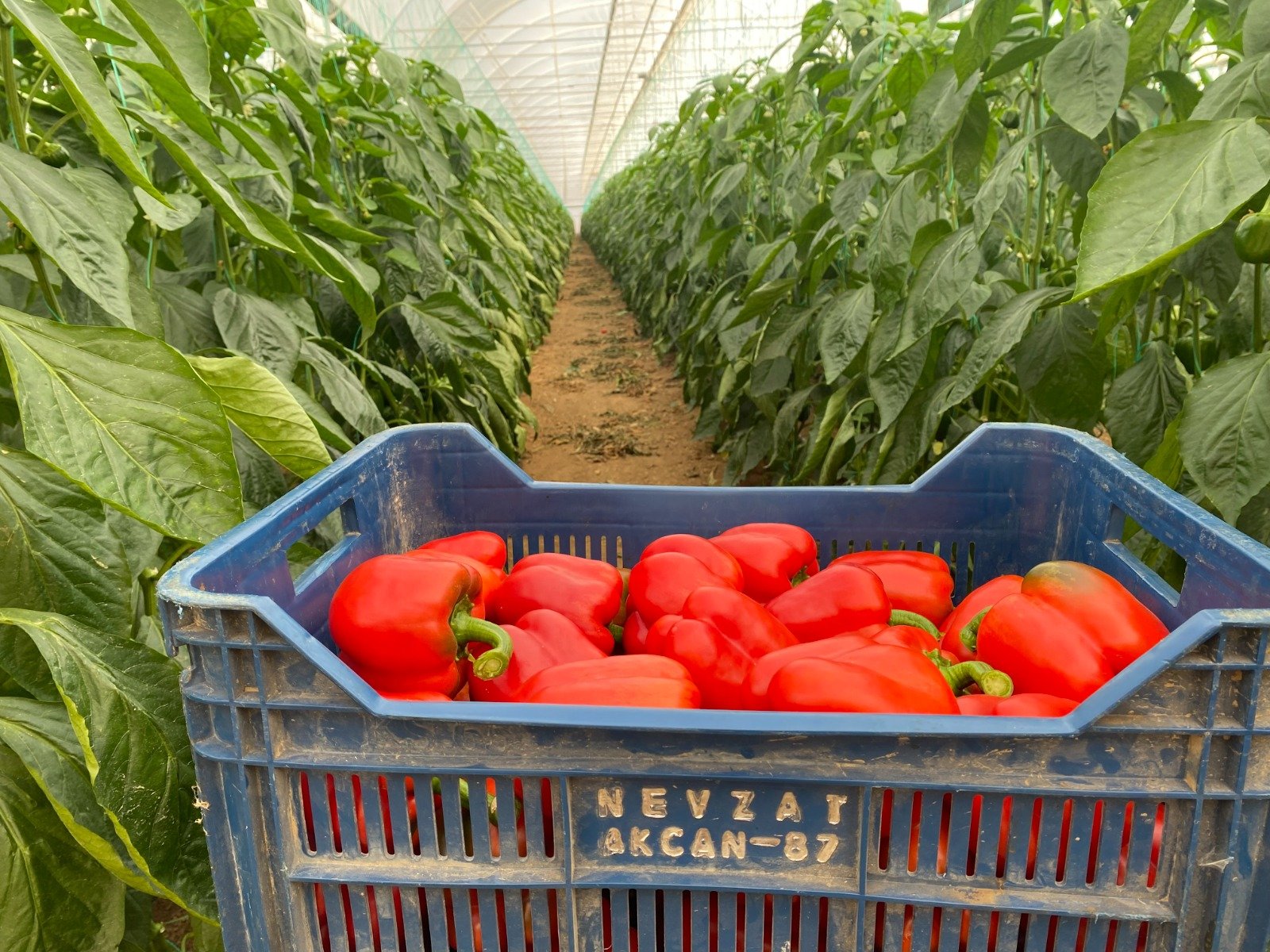 Antalya’dan Kritik Uyarı; “Tonlarca Domates Satıp Bir Telefon Alamayız” (1)-1