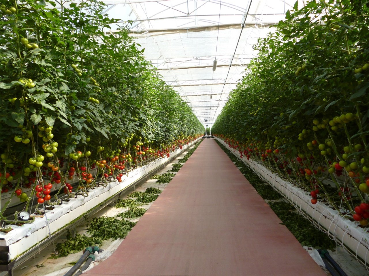 Antalya’dan Kritik Uyarı; “Tonlarca Domates Satıp Bir Telefon Alamayız” (4)