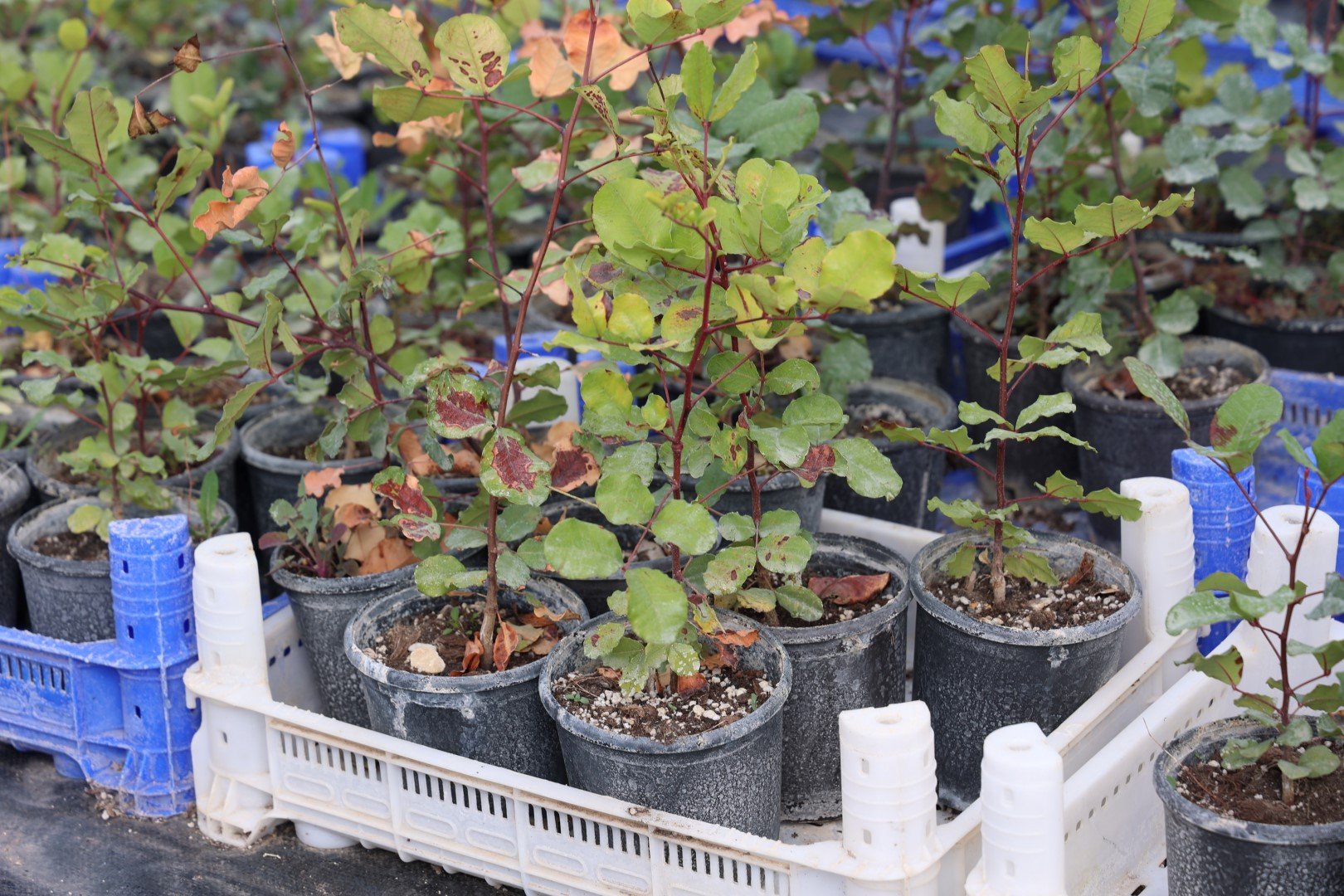 Antalya’nın Coğrafi Işaret Alan Ürünün Dağıtımı Yapılacak (2) (Large)