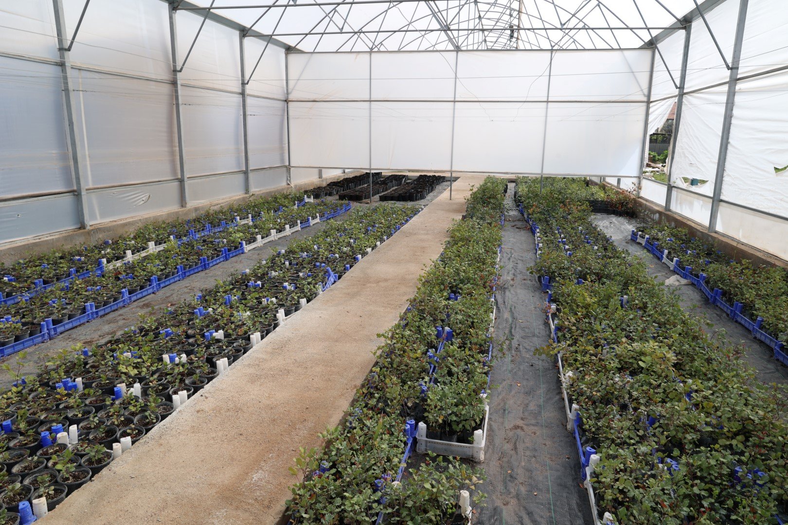 Antalya’nın Coğrafi Işaret Alan Ürünün Dağıtımı Yapılacak (3) (Large)