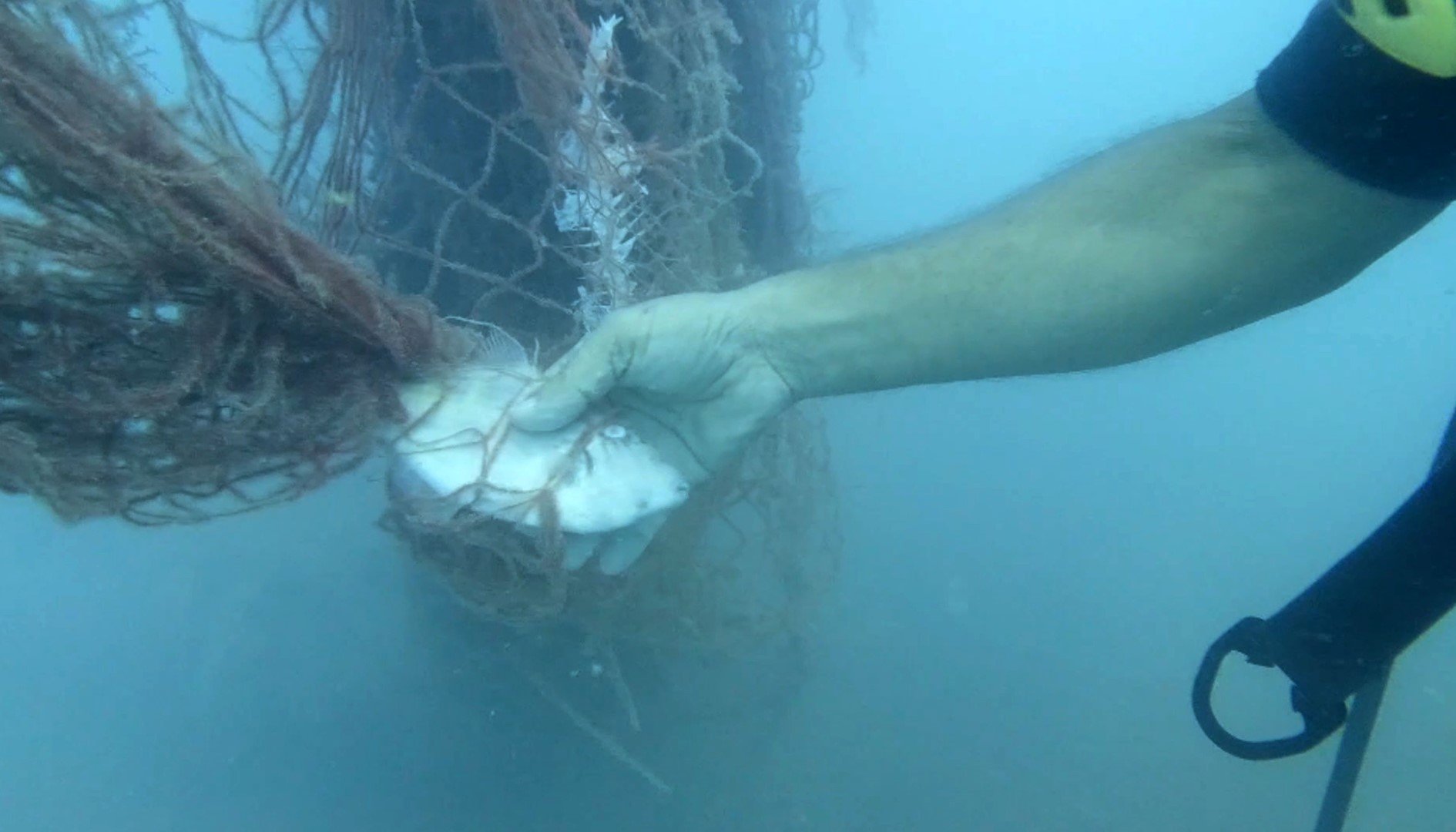 Denizler Temizlendi 1,5 Milyon Deniz Canlısı Kurtarıldı (1)